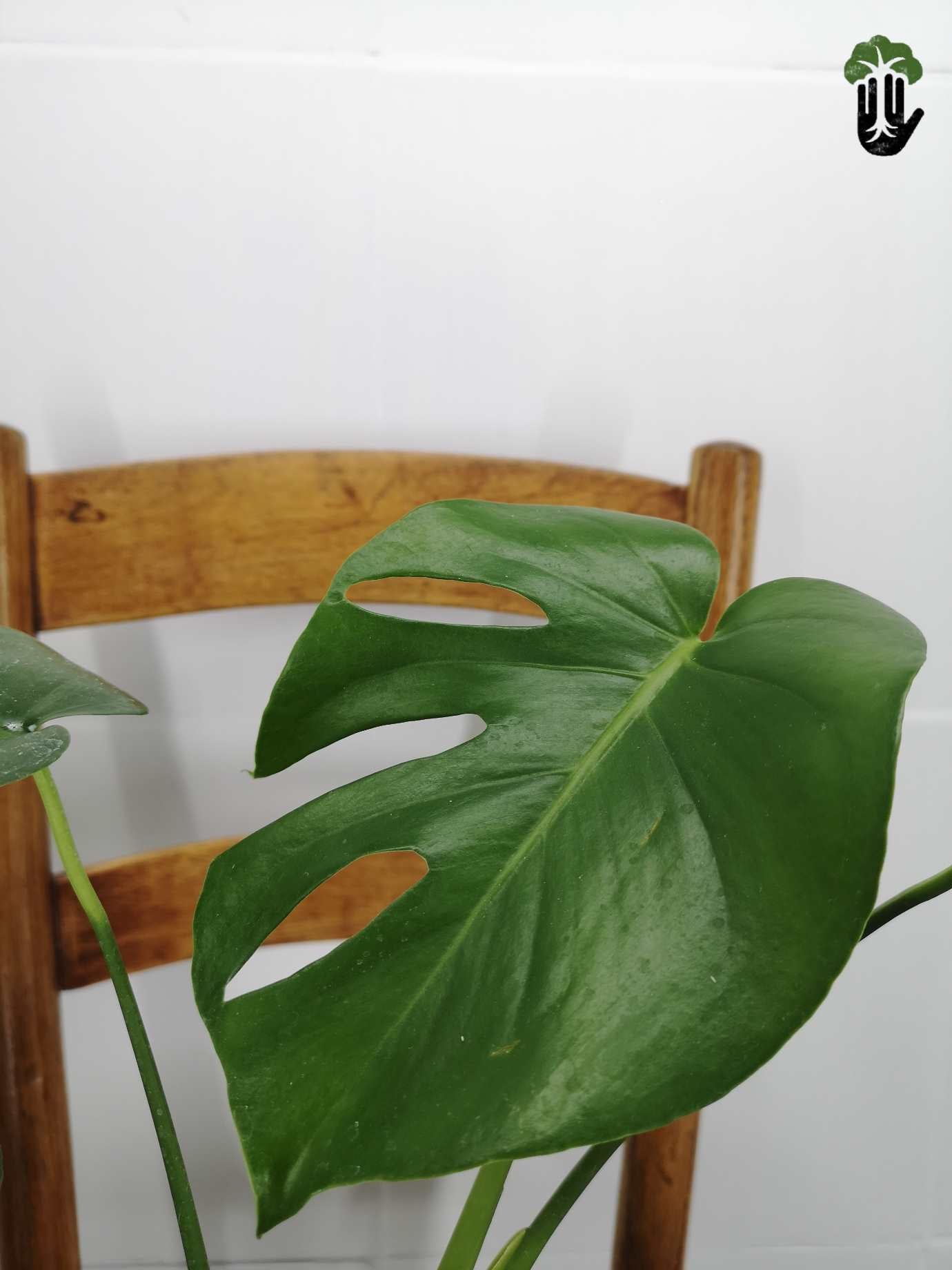 Philodendron Monstera deliciosa