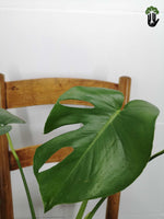 Load image into Gallery viewer, Philodendron Monstera deliciosa
