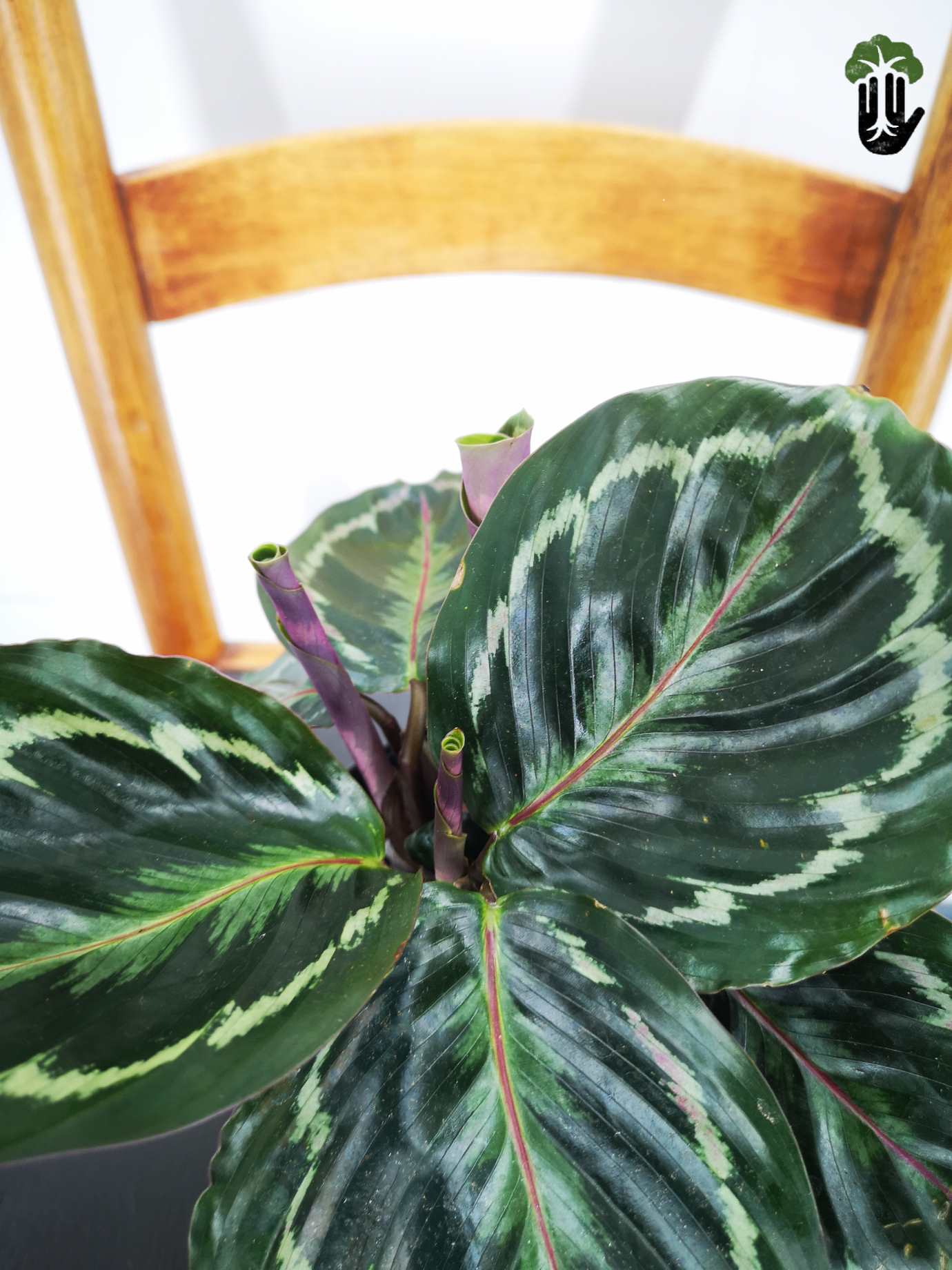 Calathea Rosy