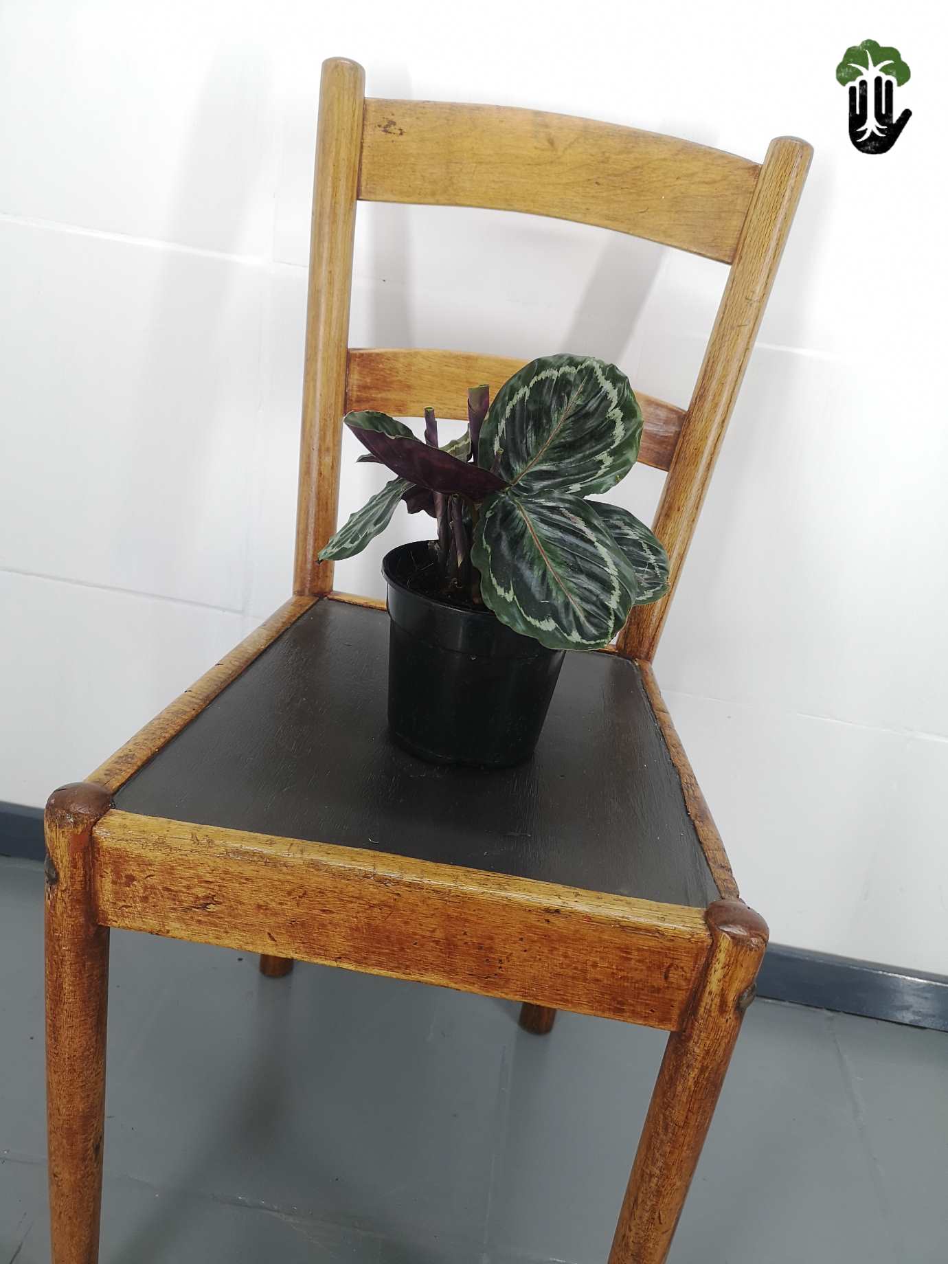 Calathea Rosy