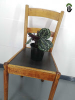 Load image into Gallery viewer, Calathea Rosy
