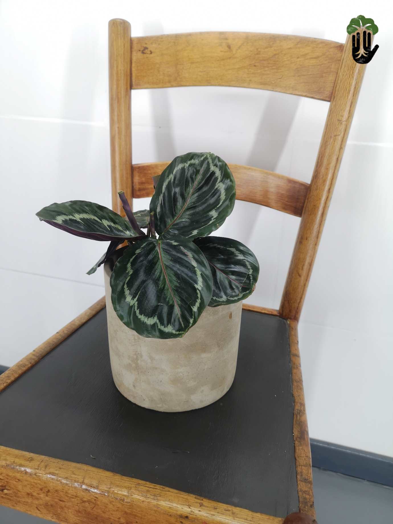 Calathea Rosy