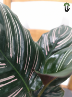 Load image into Gallery viewer, Pinstripe Calathea
