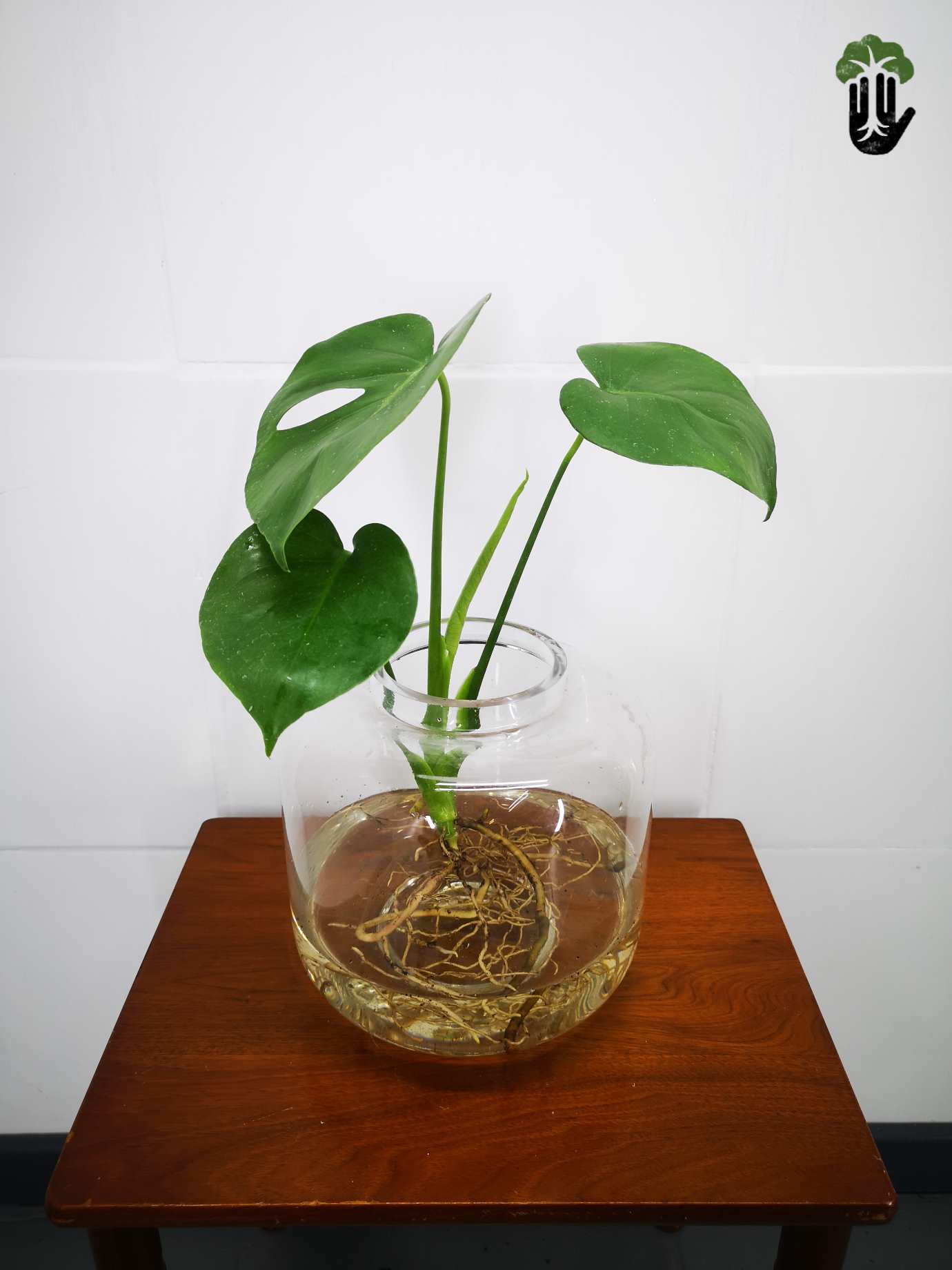 Philodendron Monstera deliciosa in water