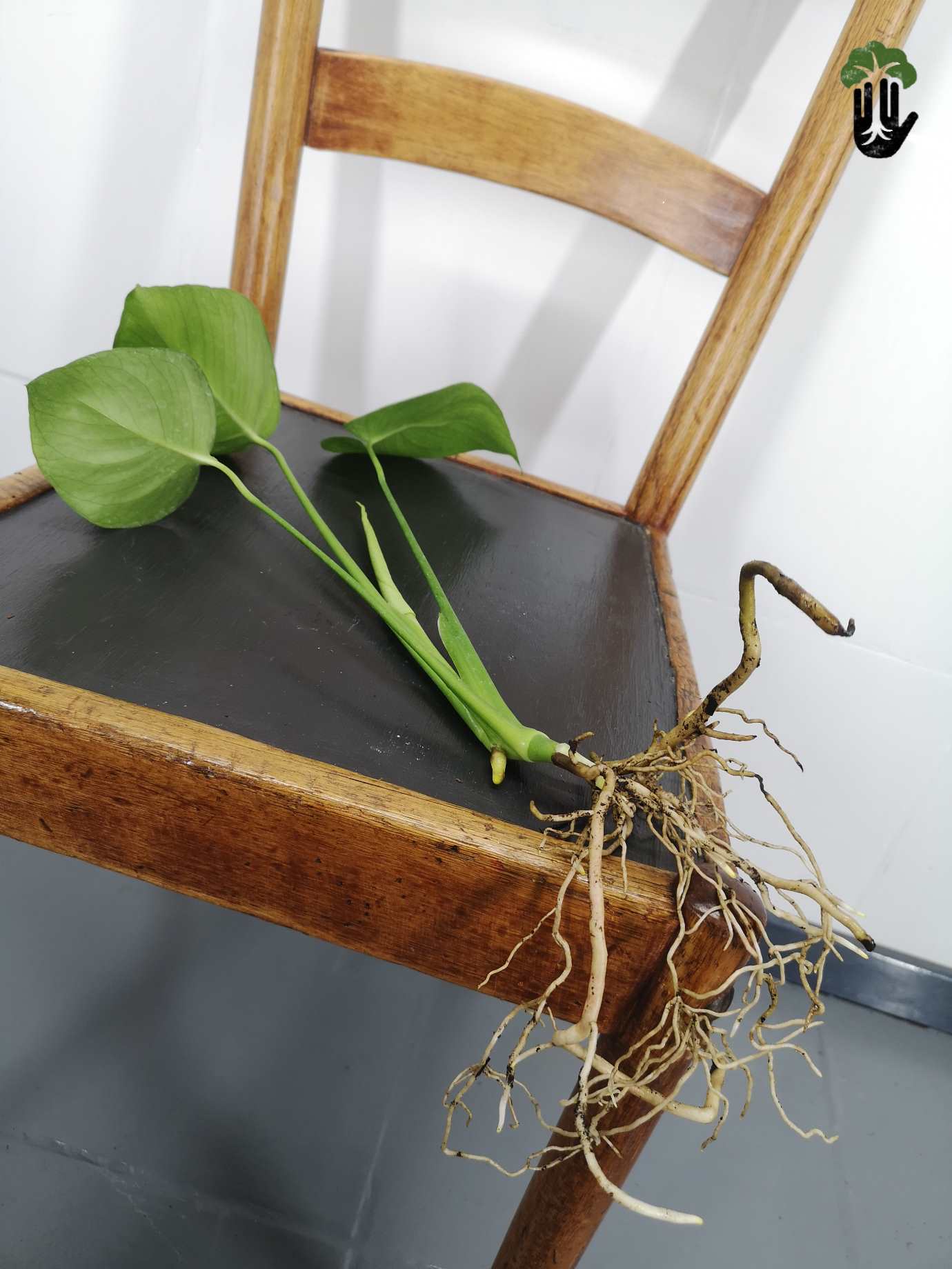Philodendron Monstera deliciosa Cutting