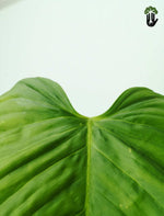 Load image into Gallery viewer, Philodendron Nangaritense
