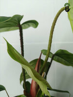 Load image into Gallery viewer, Philodendron Nangaritense
