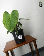 Load image into Gallery viewer, Philodendron Nangaritense
