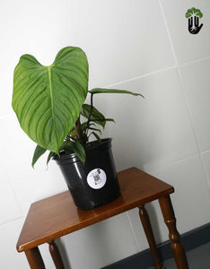 Philodendron Nangaritense