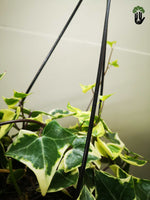 Load image into Gallery viewer, Cape Ivy Verigated
