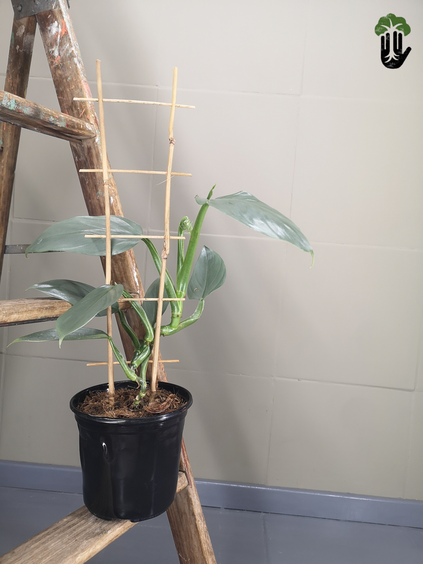Philodendron Silver sword