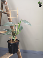 Load image into Gallery viewer, Philodendron Silver sword
