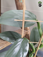 Load image into Gallery viewer, Philodendron Silver sword
