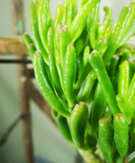 Load image into Gallery viewer, Crassula Ovata Gollum - Shrek ears
