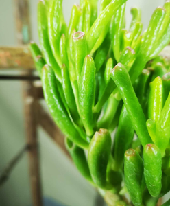 Crassula Ovata Gollum - Shrek ears