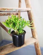 Load image into Gallery viewer, Crassula Ovata Gollum - Shrek ears
