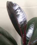 Load image into Gallery viewer, Ficus elastica Burgundy Rubber Tree
