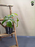 Load image into Gallery viewer, Philodendron Florida Green
