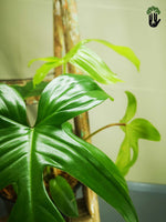 Load image into Gallery viewer, Philodendron Florida Green
