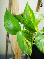 Load image into Gallery viewer, Scindapsus Aureus Devils Ivy
