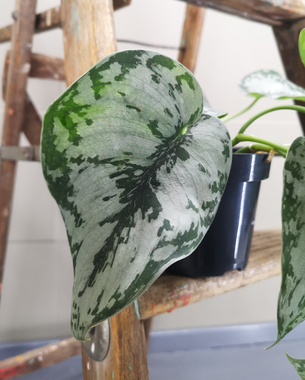 Scindapsus Pictus Exotica