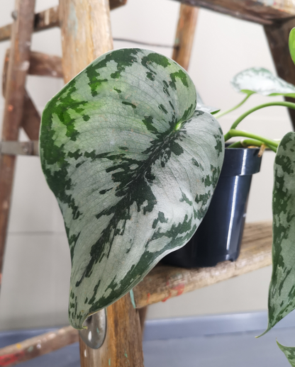 Scindapsus Pictus Exotica