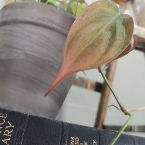 Philodendron Micans