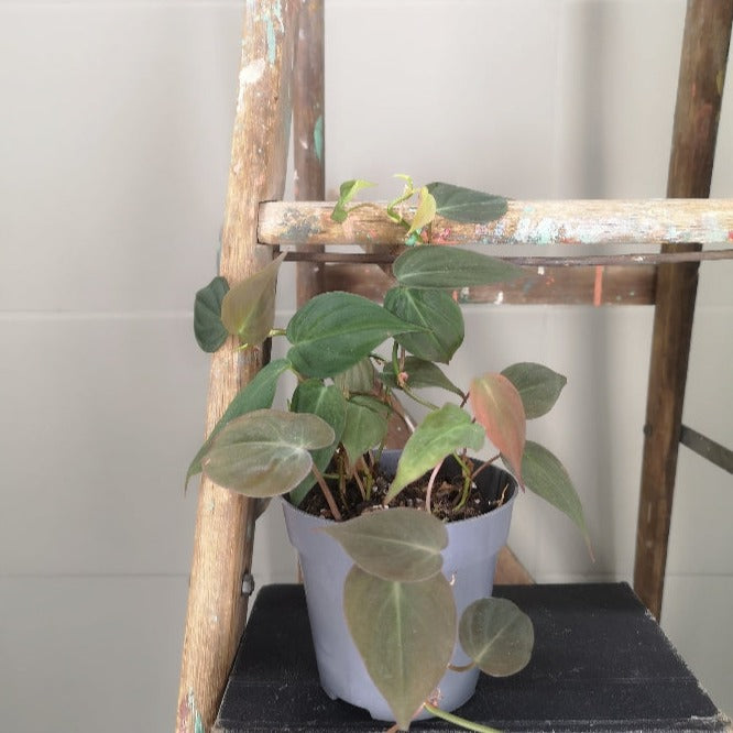 Philodendron Micans