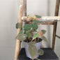 Philodendron Micans