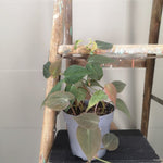 Load image into Gallery viewer, Philodendron Micans
