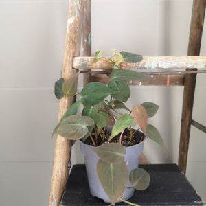 Philodendron Micans