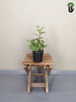 Load image into Gallery viewer, Peperomia Obtusifolia (Baby Rubber Plant)

