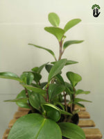 Load image into Gallery viewer, Peperomia Obtusifolia (Baby Rubber Plant)
