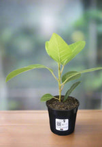 Load image into Gallery viewer, Ficus Audrey
