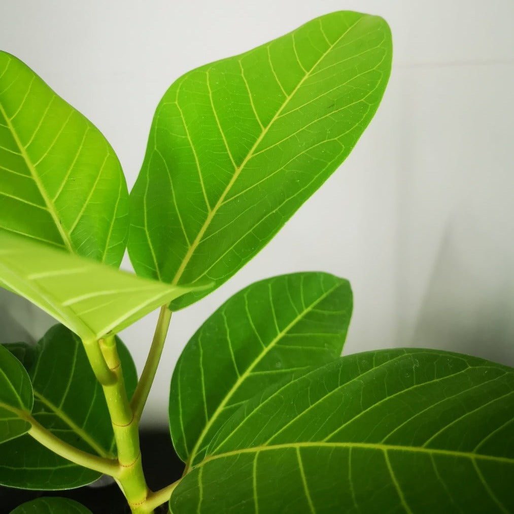 Ficus Audrey
