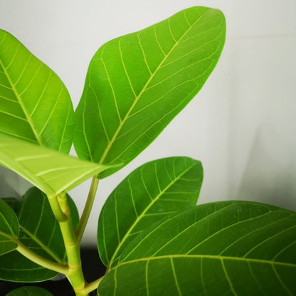 Ficus Audrey