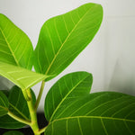Load image into Gallery viewer, Ficus Audrey
