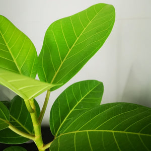 Ficus Audrey