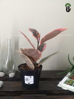 Load image into Gallery viewer, Ficus elastica Ruby Variegated Rubber Tree

