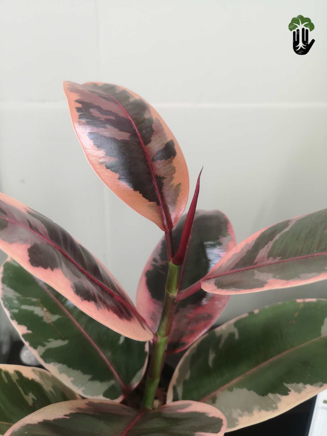 Ficus elastica Ruby Variegated Rubber Tree