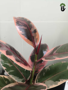 Ficus elastica Ruby Variegated Rubber Tree