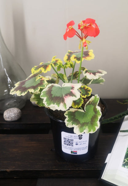 Zonal Geranium or Pelargonium Mrs Pollock