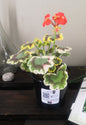 Zonal Geranium or Pelargonium Mrs Pollock