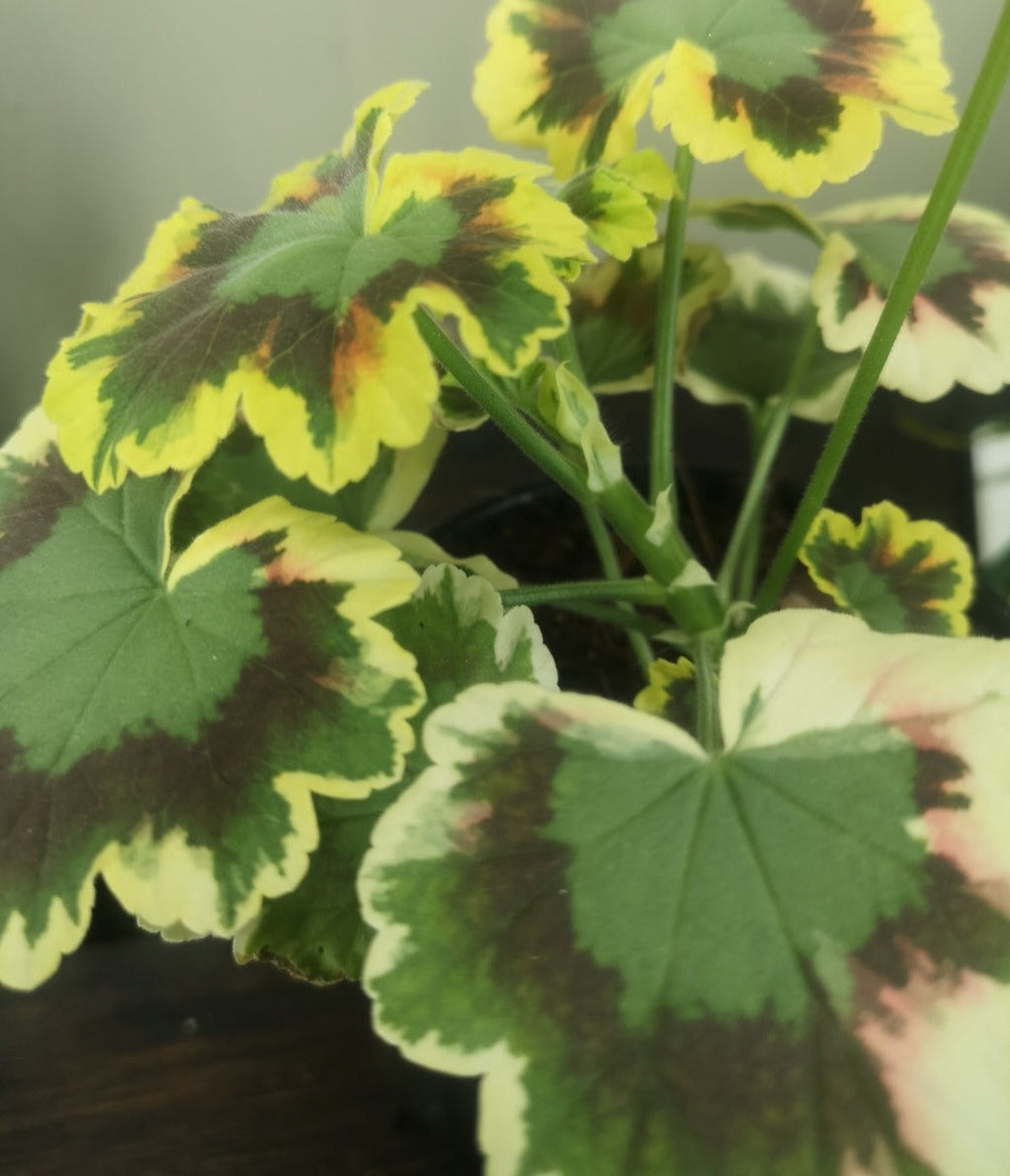 Zonal Geranium or Pelargonium Mrs Pollock