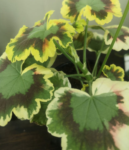 Zonal Geranium or Pelargonium Mrs Pollock