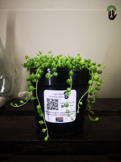String of pearls