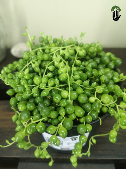 String of pearls