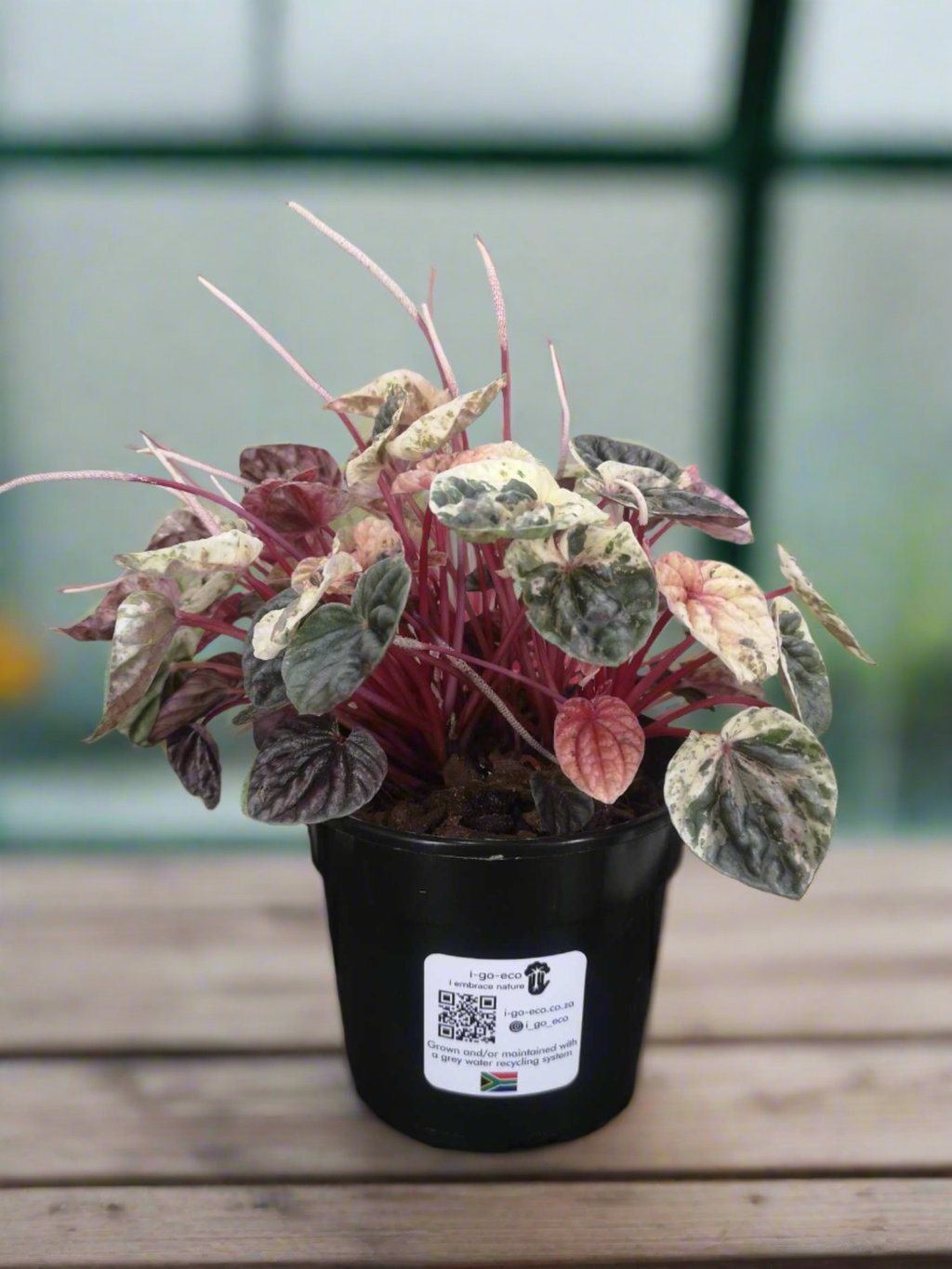 Peperomia Caperata Mix