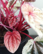 Load image into Gallery viewer, Peperomia Caperata Mix
