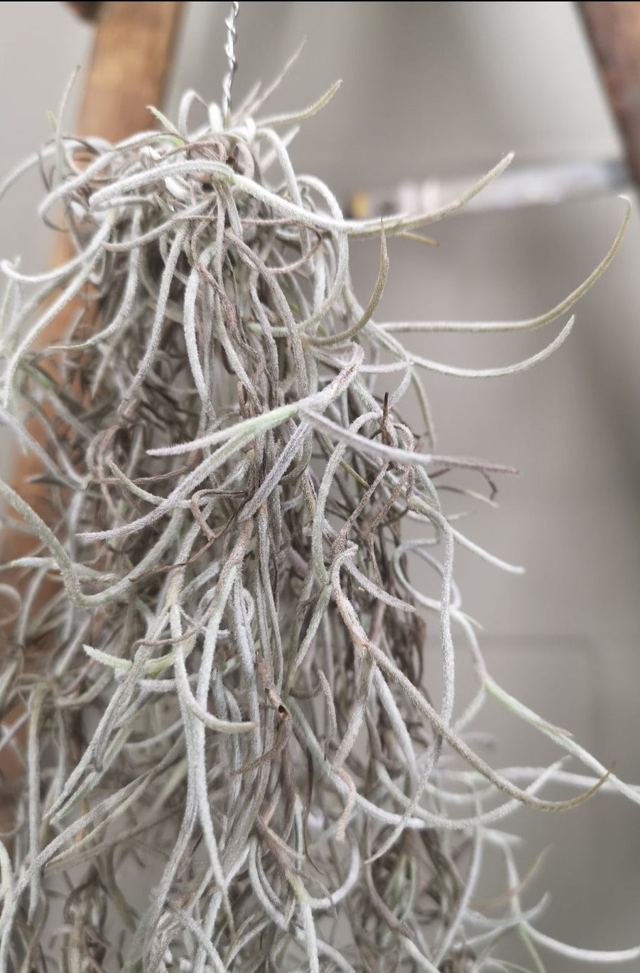 Spanish Moss